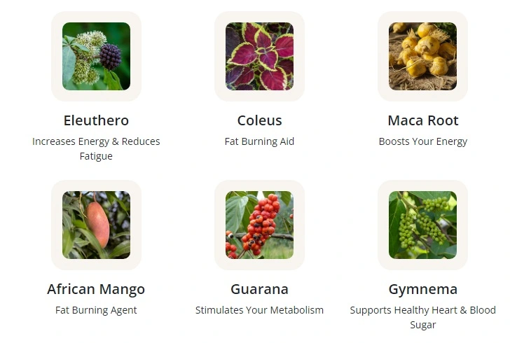 glucotonic review 2026